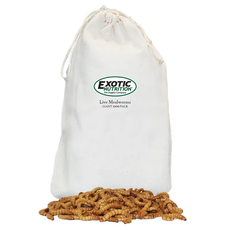 Live Giant Mealworms – 1-Inch Size 4